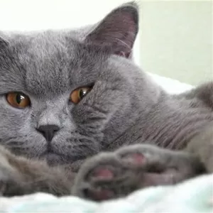 Британский короткошерстный кот ищет кошечку для вязки.