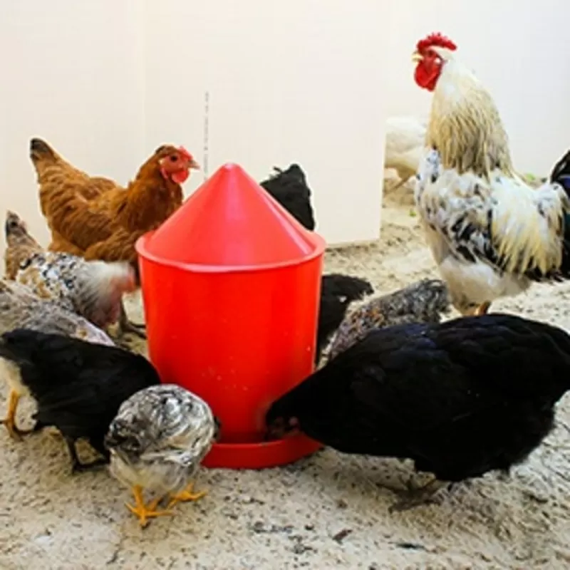 Оборудование для птицеводства Кормушка для цыплят 2